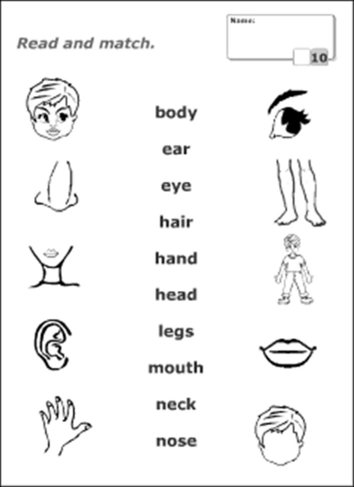 Body Image Worksheets Db excel