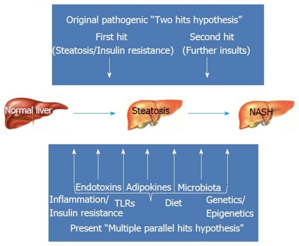 Fatty Liver Disease And Metabolic Syndrome Brett Elliott